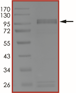 EGFR (T790M L792F C797S L858R), Active